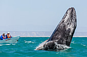 California gray whale calf (Eschritius robustus), breaching in San Ignacio Lagoon, Baja California Sur, Mexico. North America