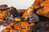 Mother and pup California sea lion (Zalophus californianus), Los Islotes, Baja California Sur, Mexico, North America