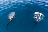 Short-finned pilot whales (Globicephala macrorhynchus), surfacing near Isla Danzante, Baja California Sur, Mexico, North America