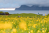 Wild flowers on hills towards Kalsoy Island seen from Gjogv, Eysturoy Island, Faroe Islands, Denmark, Europe