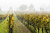 Vineyard in the mist, Uhldingen-Muhlhofen, Baden-Wurttemberg, Germany, Europe