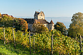 Vineyards and the Old castle in the background, Meersburg, Baden-Wurttemberg, Germany, Europe