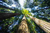 Redwood State Park, UNESCO World Heritage Site, California, United States of America, North America