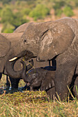 Elephant (Loxodonta africana) and calf, Chobe National Park, Botswana, Africa