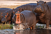 Hippos (Hippopotamus amphibius), Chobe River, Botswana, Africa