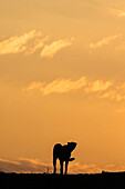 Cheetah (Acinonyx jubatus) silhouette, Zimanga Private Game Reserve, KwaZulu-Natal, South Africa, Africa