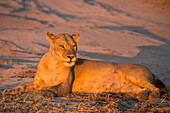 Lioness (Panthera leo), Chobe National Park, Botswana, Africa