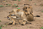 Lioness (Panthera leo) with cubs, Zimanga Game Reserve, KwaZulu-Natal, South Africa, Africa