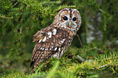 Tawny owl (Strix aluco), captive, Cumbria, England, United Kingdom, Europe