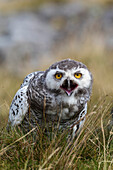 Snowy owl (Bubo scandiacus) juvenile, captive, Cumbria, England, United Kingdom, Europe