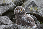 European (Eurasian) eagle owl (Bubo bubo) chick, captive, Cumbria, England, United Kingdom, Europe