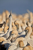 Cape Gannet (Morus capensis) displaying, Bird Island, Lambert's Bay, South Africa, Africa