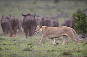 Lioness (Panthera leo) hunting a Cape Buffalo herd, Addo Elephant National Park, South Africa, Africa