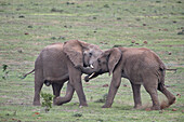 Two African Elephant (Loxodonta africana) bulls testing their strength, Addo Elephant National Park, South Africa, Africa