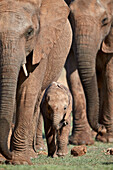 African Elephant (Loxodonta africana) mother and young, Addo Elephant National Park, South Africa, Africa