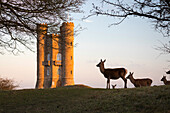 Deer standing below Broadway Tower, Broadway, The Cotswolds, Worcestershire, England, United Kingdom, Europe