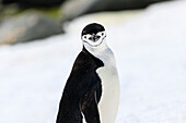 Chinstrap penguin (Pygoscelis antarcticus) in the snow, Half Moon Island, South Shetland Islands, Antarctica, Polar Regions