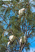 Goffin cockatoos in the trees at Cape Byron Bay, New South Wales, Australia, Pacific