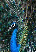 Indian Peacock (Pavo Cristatus) plumage display in the grounds of Barcelona Zoo, Catalonia, Spain, Europe