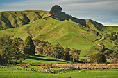 View from Highway 1 near Te Ohaki showing typical volcanic landscape, Waikato, North Island, New Zealand, Pacific