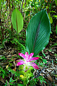 Tropische Pflanzen wachsen in dem die Lodge umgebenden Regenwald, Silky Oaks Lodge, Queensland, Australien