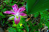 Tropische Pflanzen wachsen in dem die Lodge umgebenden Regenwald, Silky Oaks Lodge, Queensland, Australien
