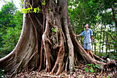 Ein uralter Feigenbaum ziert dden Garten des Qualia Resorts, Hamilton Island, Queensland, Australien