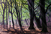 Alte Bäume im Sassnitz NP Jasmund, Rügen, Ostseeküste, Mecklenburg-Vorpommern, Deutschland