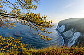 Herbstfärbung an den Kreidefelsen, Rügen, Ostseeküste, Mecklenburg-Vorpommern, Deutschland