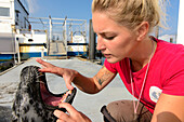 Seehunde Show im Marine Center in Warnemünde, Rostock, Ostseeküste, Mecklenburg-Vorpommern Deutschland