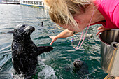 Seehunde Show im Marine Center in Warnemünde, Rostock, Ostseeküste, Mecklenburg-Vorpommern Deutschland