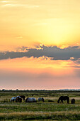 Horses on meadow in Vitte, Hiddensee, Ruegen, Baltic Sea coast, Mecklenburg-Vorpommern, Germany