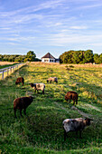 Schafe im Fischerdorf Vitt, Rügen, Ostseeküste, Mecklenburg-Vorpommern, Deutschland