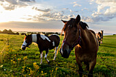 Pferde auf der Weide im Dorf Grieben, Hiddensee, Rügen, Ostseeküste, Mecklenburg-Vorpommern, Deutschland