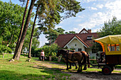 Horse-drawn carriage at the inn and guesthouse Zum Klausner near Kloster, Hiddensee, Ruegen, Ostseekueste, Mecklenburg-Vorpommern, Germany