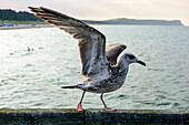 Seagull on the pier in Goehren, Moenchgut peninsula, Ruegen, Baltic Sea coast, Mecklenburg-Vorpommern Germany
