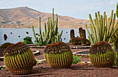 Cactus garden in the museum Museo del Queso Majorero and Molino de Antigua at Antigua, Fuerteventura, Canary Islands, Islas Canarias, Atlantic Ocean, Spain, Europe