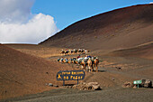 Dromedarstation in den Montanas del Fuego de Timanfaya, Nationalpark, Lanzarote, Kanaren, Kanarische Inseln, Islas Canarias, Spanien, Europa