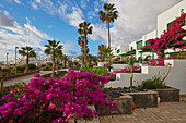 Flowering Bougainvillea at Costa Teguise, Atlantic Ocean, Lanzarote, Canary Islands, Islas Canarias, Spain, Europe