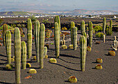 Cactuses at the Bodegas El Grifo in the wine growing area near Masdache, Lanzarote, Canary Islands, Islas Canarias, Spain, Europe
