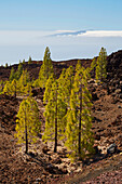 Pinienwald am Vulkan Chinyero und Blick nach La Gomera und Hiero, Parque Nacional del Teide, Weltnaturerbe, Teneriffa, Kanaren, Kanarische Inseln, Islas Canarias, Spanien, Europa