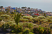 Spring near Chio, Tenerife, Canary Islands, Islas Canarias, Atlantic Ocean, Spain, Europe