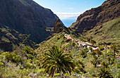 Blick über üppiges Grün auf Masca, Teno Gebirge, Teneriffa, Kanaren, Kanarische Inseln, Islas Canarias, Atlantik, Spanien, Europa