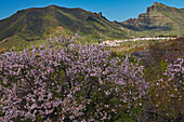 Mandelblüte in Las Manchas bei Santiago del Teide, Teno Gebirge, Teneriffa, Kanaren, Kanarische Inseln, Islas Canarias, Atlantik, Spanien, Europa