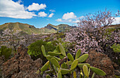Blossom of almond trees at Las Manchas near Santiago del Teide, Teno mountains, Tenerife, Canary Islands, Islas Canarias, Atlantic Ocean, Spain, Europe