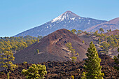 Blick über Pinienwald zum Teide, Weltnaturerbe, Teneriffa, Kanaren, Kanarische Inseln, Islas Canarias, Spanien, Europa