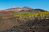 Pinienwald am Vulkan Volcán de la Botija und Blick zum Pico Viejo und Teide, Weltnaturerbe, Teneriffa, Kanaren, Kanarische Inseln, Islas Canarias, Spanien, Europa