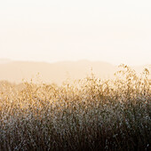 Close-up, side view of wild grasses.