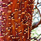 Close up of peeling bark of a manzanita tree (Arctostaphylos).