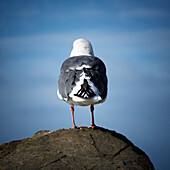 Rear view of a pigeon standing on a rock.